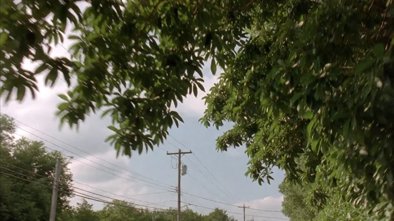 2fst2frs2003, A Dense Canopy Of Green Leaves Arches Overhead...