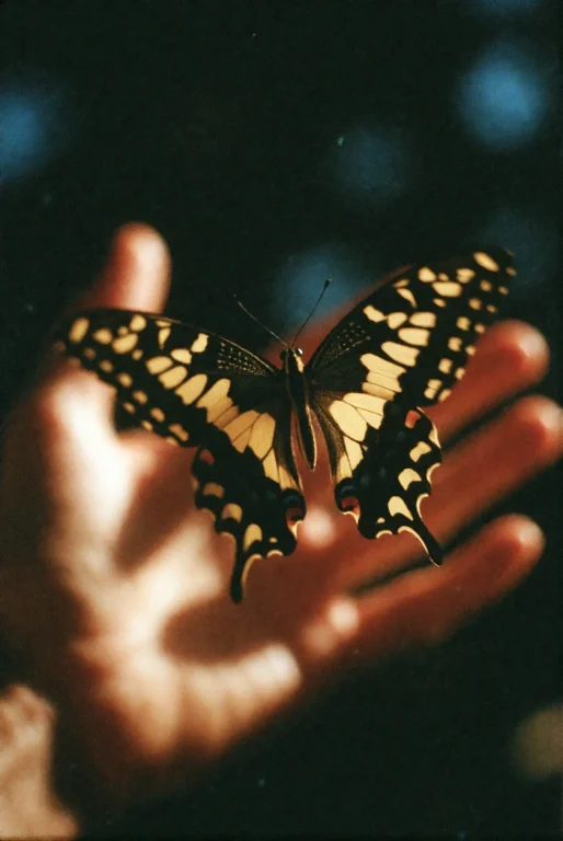 Cinemshot, A Close Up Photograph Captures A Butterfly With B...