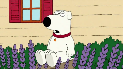 Fmlygyssn02, A White Dog With A Red Collar Sits Upright On A... — Stable Diffusion AI Prompt: fmlygyssn02, A white dog with a red collar sits upright on a lavender.