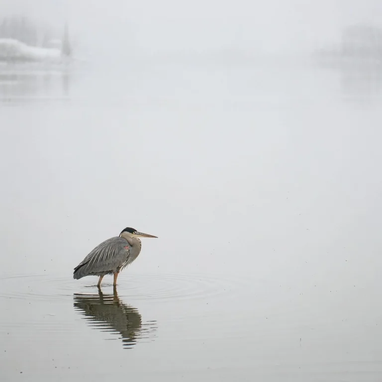 A Calm Minimalist Wildlife Photograph Depicting A Single Gre...