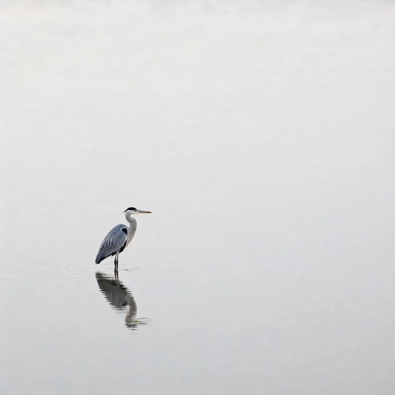 Lorapqwenimage218stepv011.0 A Calm Minimalist Wildlife Photo...