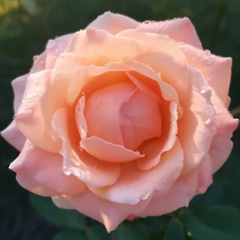 A Photograph Of A Beautiful Blooming Rose Covered In Morning... — Stable Diffusion AI Prompt: a photograph of a beautiful blooming rose covered in morning dew, beautiful morn...