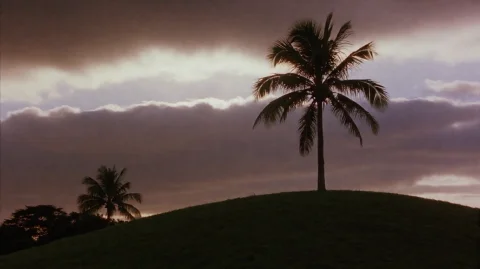 Lstsmr2003, A Lone Palm Tree Stands Silhouetted Atop A Grass... — Stable Diffusion AI Prompt: lstsmr2003, A lone palm tree stands silhouetted atop a grassy hill, its fronds r...