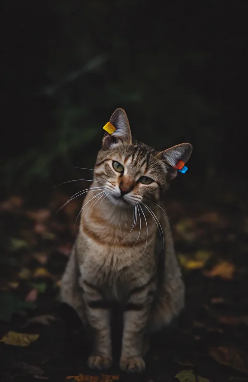 In A Moment Of Pure Mischief, A Cat-like Creature Sits Perfe...