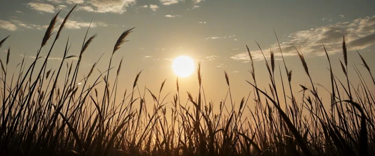 Low-angle Cinematic Photo Of Tall Feathery Reeds Swaying In...