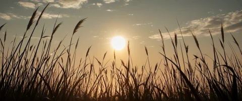 Low-angle Cinematic Photo Of Tall Feathery Reeds Swaying In... — SDXL AI Prompt: “Low-angle cinematic photo of tall feathery reeds swaying in a gentle breeze, si...