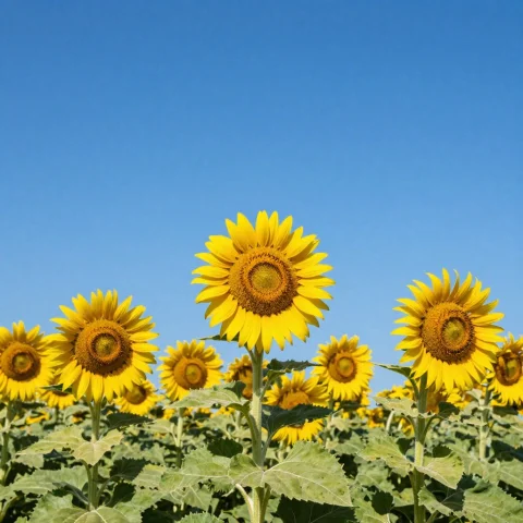 Sunflower Field Blue Sky — Stable Diffusion AI Prompt: sunflower field blue sky