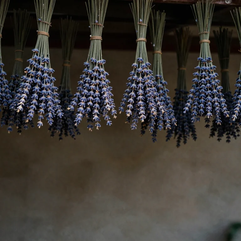A Bundle Of Lavender Drying From A Rafter, Iridescent Light,...