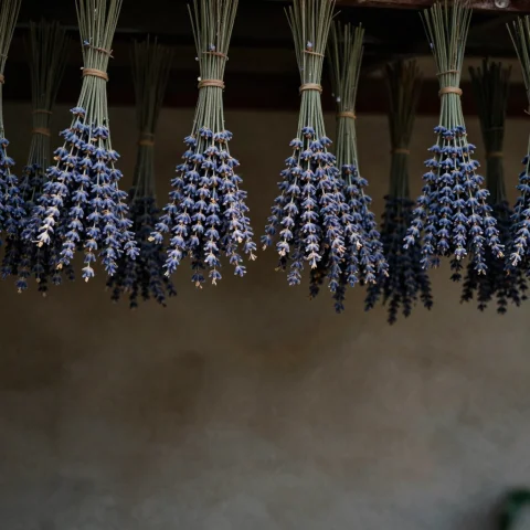 A Bundle Of Lavender Drying From A Rafter, Iridescent Light,... — Stable Diffusion AI Prompt: a bundle of lavender drying from a rafter, iridescent light, negative space, mut...