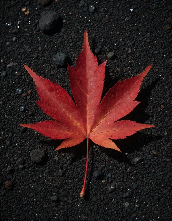 Photorealistic Photograph Of A Single Red Maple Leaf On Blac...