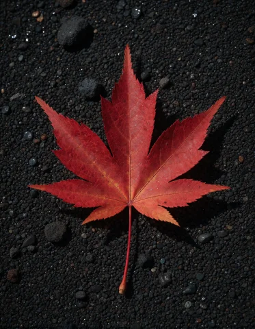 Photorealistic Photograph Of A Single Red Maple Leaf On Blac... — Stable Diffusion AI Prompt: Photorealistic photograph of a single red maple leaf on black volcanic sand, 85m...