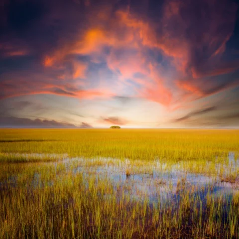 A Breathtaking, Cinematic Landscape Photograph Of The Florid... — Stable Diffusion AI Prompt: A breathtaking, cinematic landscape photograph of the Florida Everglades at suns...