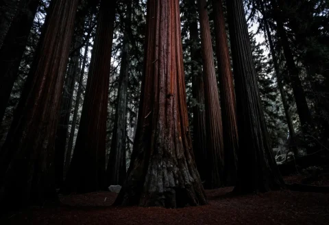 An Ancient Redwood Forest With Towering Trees, Desaturated T... — Stable Diffusion AI Prompt: an ancient redwood forest with towering trees, desaturated tones, at night, shar...