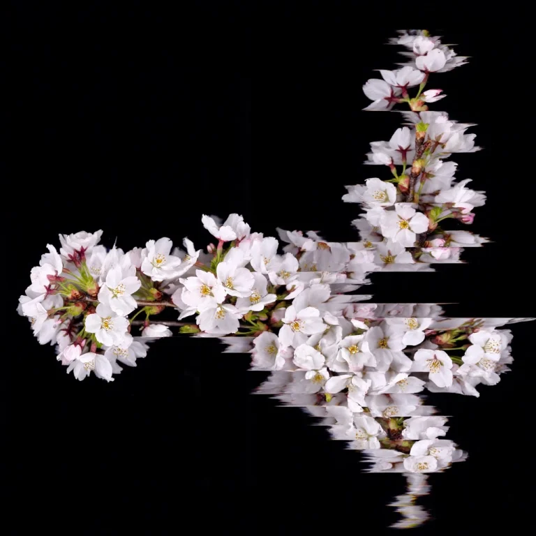 A Flowering Cherry Blossom Branch On A Black Background, Sca...