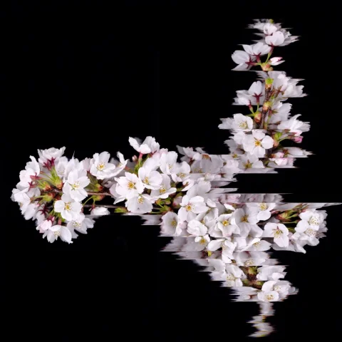 A Flowering Cherry Blossom Branch On A Black Background, Sca... — Stable Diffusion AI Prompt: a flowering cherry blossom branch on a black background, scanmelt, vertical liqu...