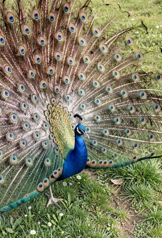 A Peacock Fanning Its Iridescent Tail, Portrait Photography,...