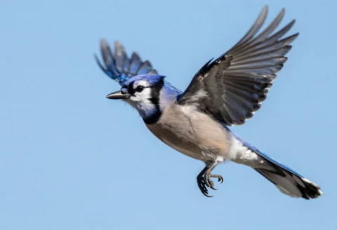 Highly Realistic Photograph, Close-up Of A Blue Jay In Fligh... — Stable Diffusion AI Prompt: Highly realistic photograph, close-up of a blue jay in flight against a blue sky...