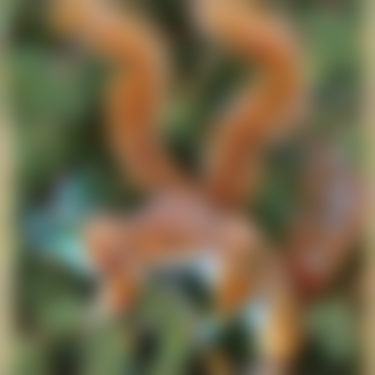 Realistic Close Illustration Of An English Red Squirrel On A...